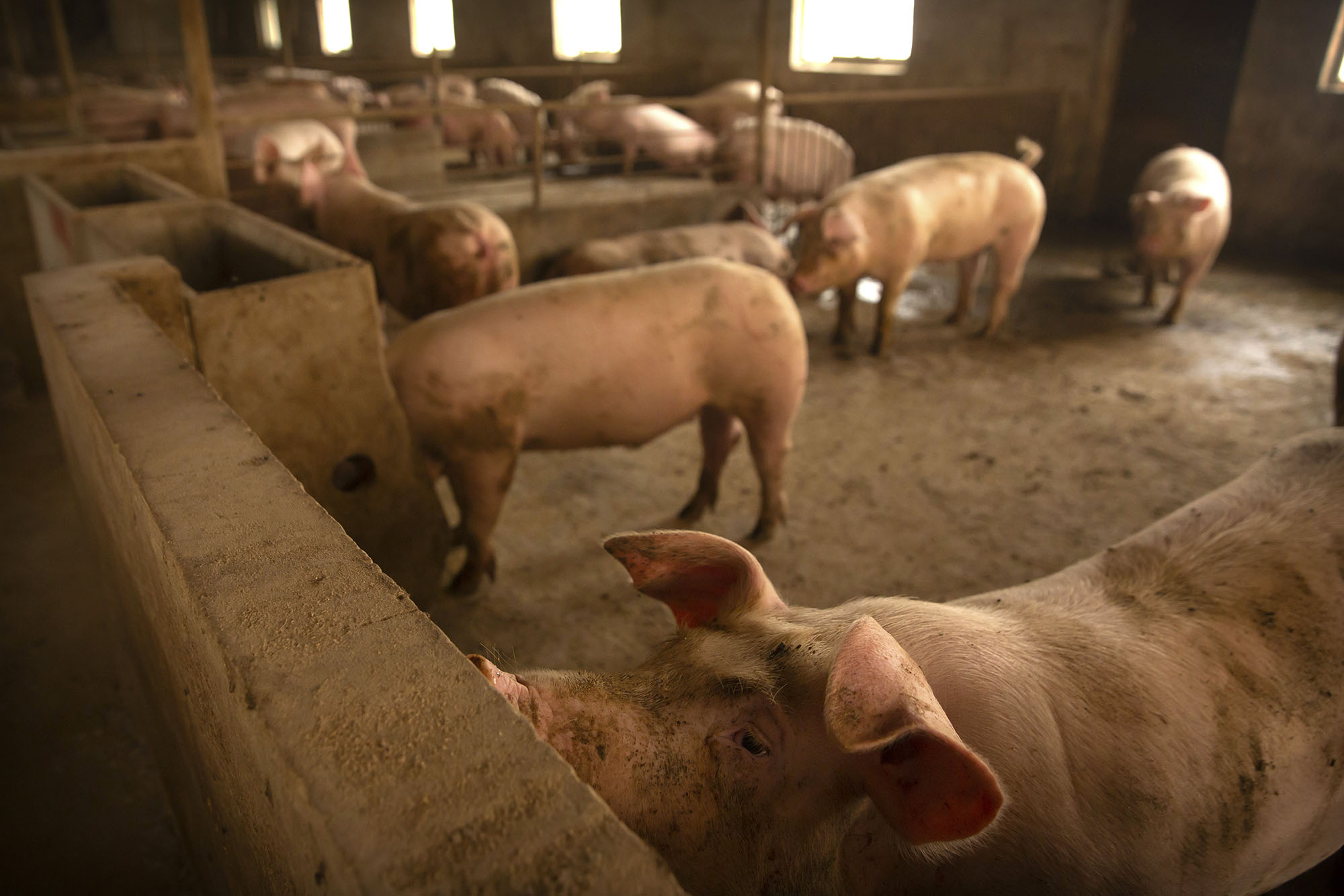 Свиньи как бизнес видео. Поголовье свиней. Свиньи на ферме.
