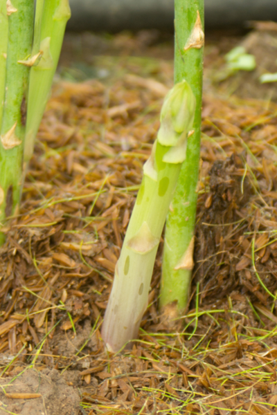 how to grow asparagus - mulching