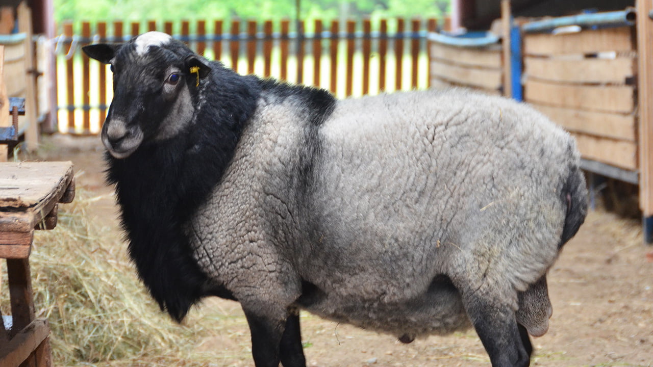 Романовская порода баранов. Романовская порода породы овец. Грубошерстные породы овец Романовская. Романовская порода овец.