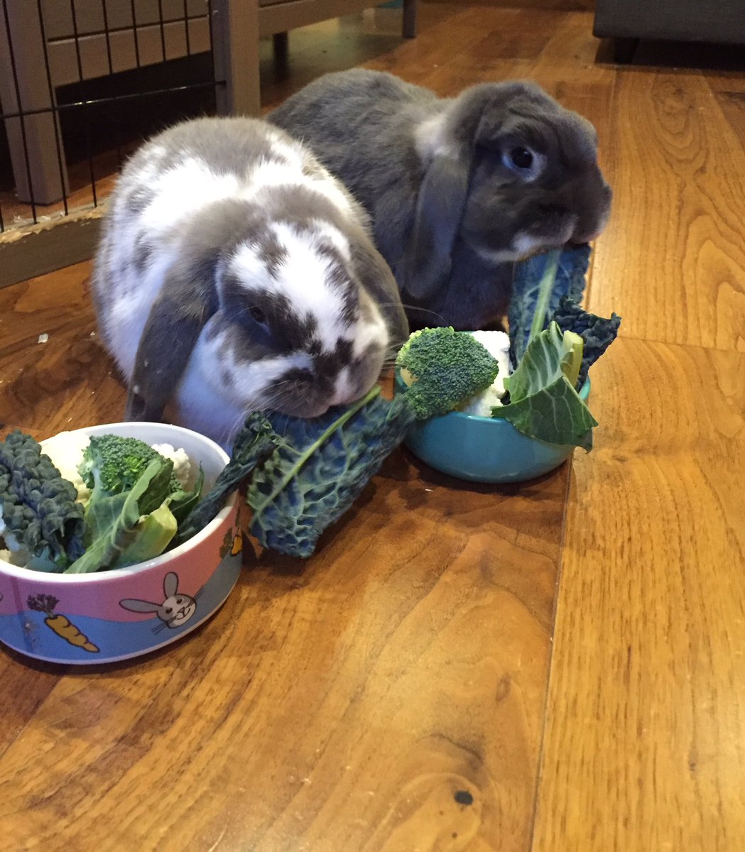 Можно давать кроликам капусту. Овощи для кролика декоративного. Еда для кроликов декоративных. Кролик ест капусту. Кролик с капустой.
