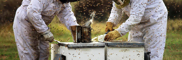 компания пчеловодов