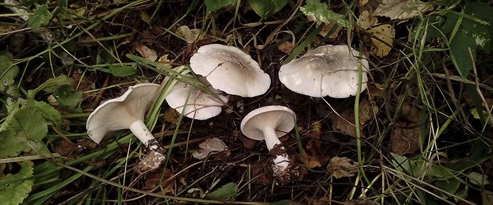 Опасны ли червивые грибы
