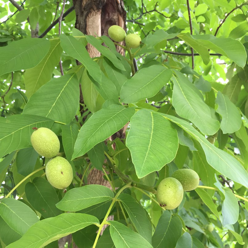 Как выглядит дерево грецкого ореха с плодами фото