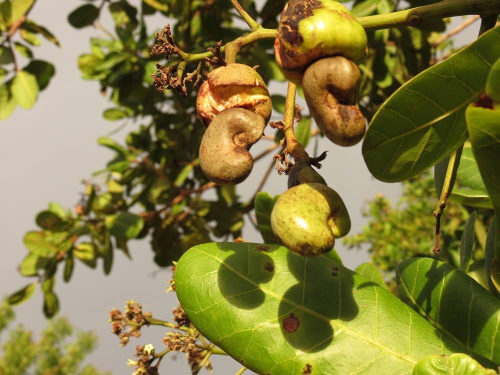 Индийский орех 5. Кешью дерево. Орех кешью дерево. Кешью цветет. Кешью это орех или бобовые.