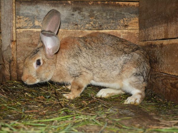 Кролики рожают в ночное или утреннее время. Роды крольчихи занимают всего 20–60 минут