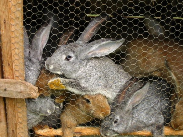 Профессиональные кролиководы под клеткой ставят поддон, и когда животное будет опорожняться, фекалии автоматически попадают в него