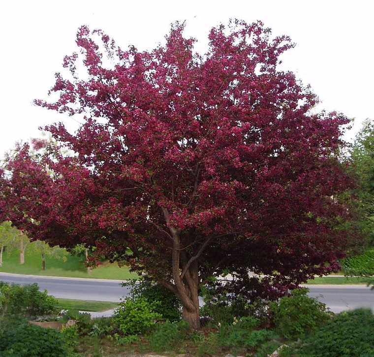 Дерево с красными листьями и красными цветами название фото