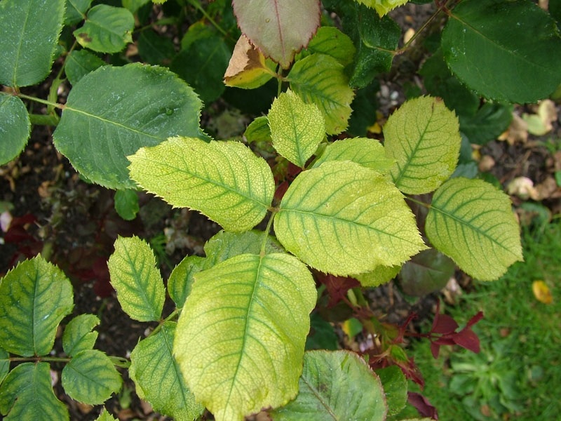 Часто, края хлоротичных листьев опускаются вниз, и выглядит это так, будто они увяли.