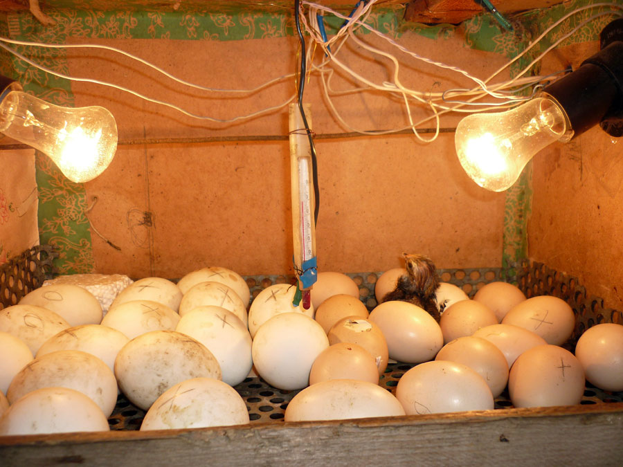 Инкубация цыплят в инкубаторе