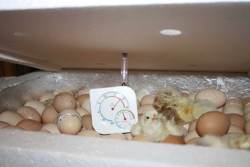Вывод птенцов. Кармаскалинский инкубатор. Инкубатор для яиц. Инкубатор с яйцами и цыплятами. Цыплята в инкубаторе в домашних.