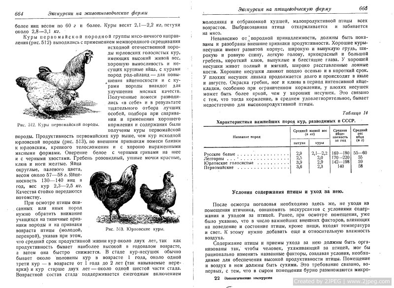 Сколько можно есть курицу. Таблица продуктивности пород кур несушек. Как определить Возраст несушки. Как понять Возраст курицы несушки. Как узнать Возраст курей несушек.