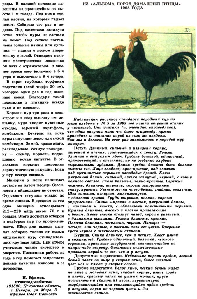 Сколько всего кур. Порода кур минорка с фото и описанием породы. Самая яйценоская порода кур. Сколько курочек надо на одного петуха. Высоко яйценоские породы кур.