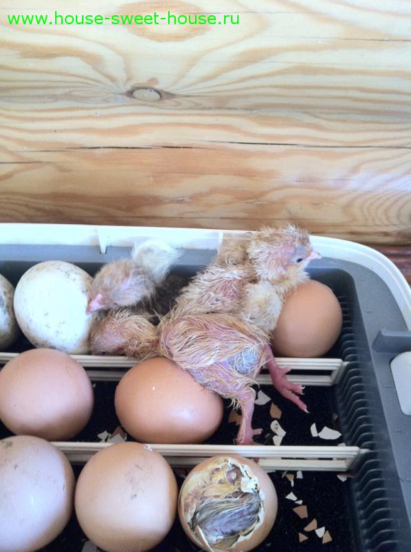 Можно ли сажать яйца. Вылупление цыплят в инкубаторе Золушка. Несушки инкубаторы цыплята. Цыплята из инкубатора. Вывод цыплят.