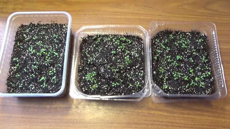 Выращивание рассады клубники из семян в домашних