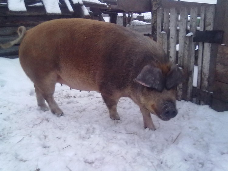 Ростовская область свиньи