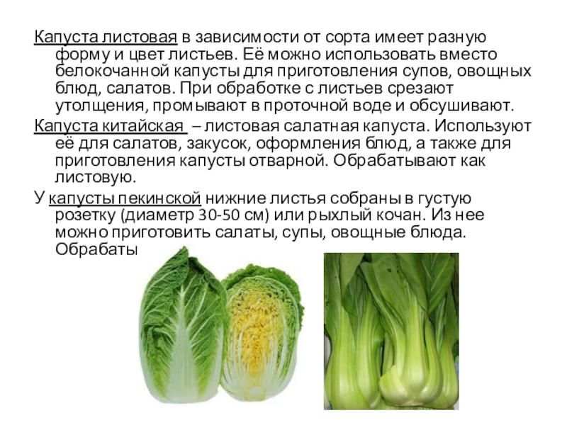 Обработка капустных овощей. Обработка капустных и луковых овощей. Механическая обработка капустных и луковых овощей. Механическая кулинарная обработка капустных и луковых овощей. Листья белокочанной капусты.