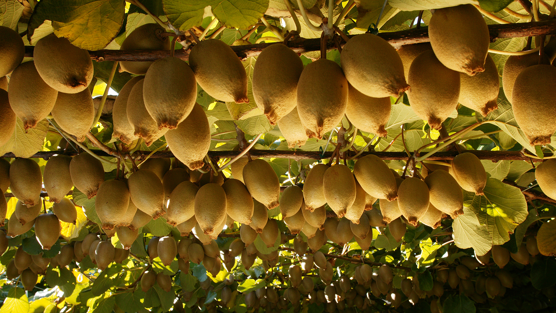 Gold kiwifruit