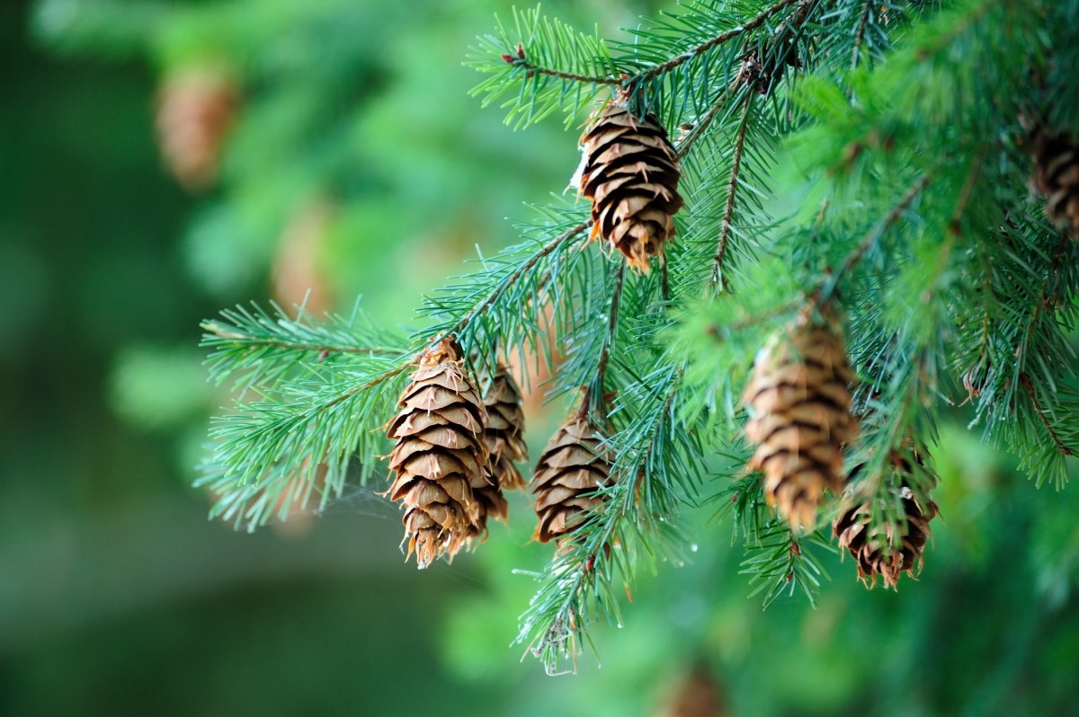 Conifer tree needles 