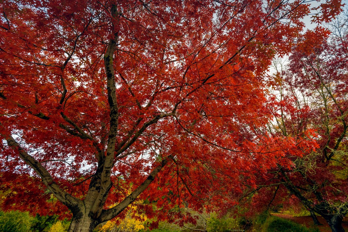 Red maple tree with red leaves