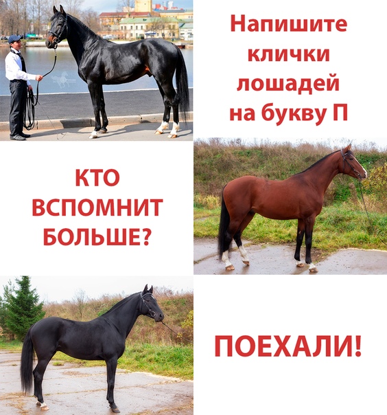 Какие бывают клички у лошадей. Клички лошадей. Имена для лошадей кобыл. Имена лошадей русские.