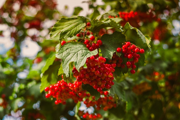 Как выглядит калина красная фото дерева и листьев и плодов
