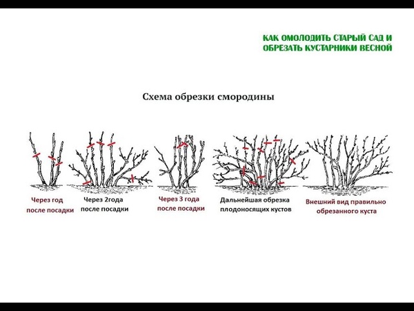 Обрезка вейгелы весной схема