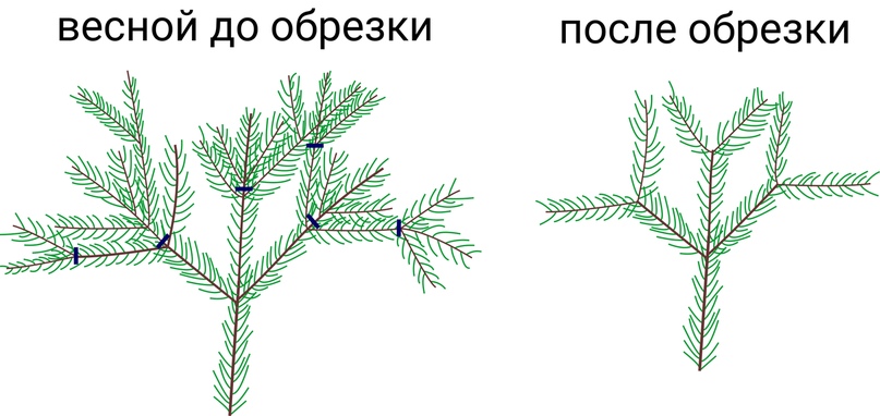 Схема обрезки туи