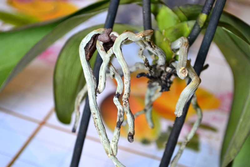 Какие корни орхидеи