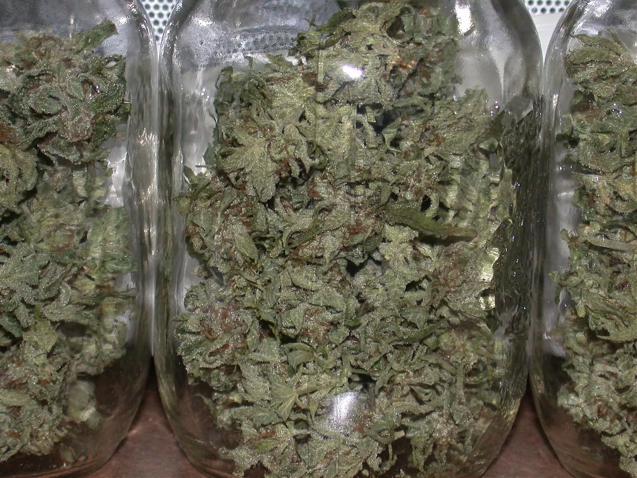 Литровая банка марихуаны 2011 растение конопли