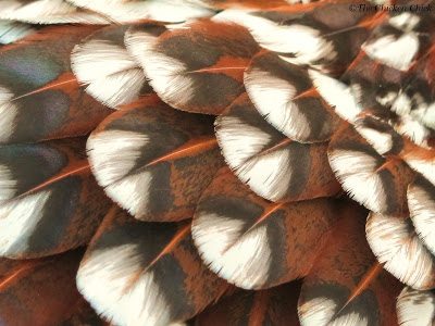 Chicken Feather Loss & Cannibalism: Causes & Solutions
