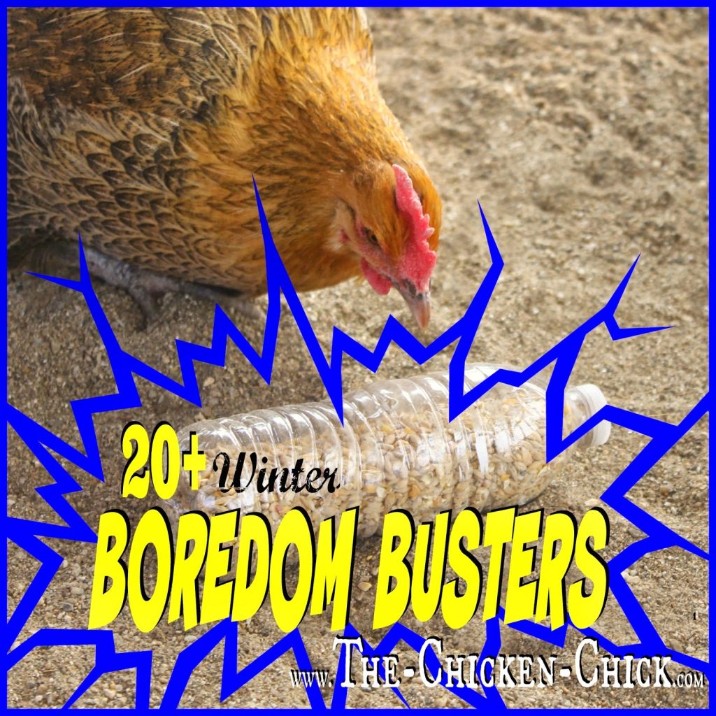  20+ boredom busters for backyard chickens