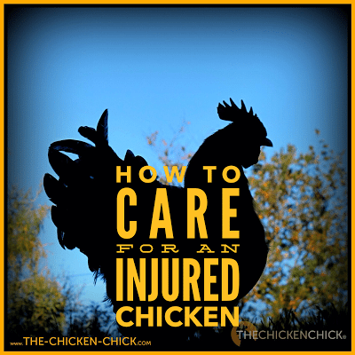  How to Care for an Injured Chicken 