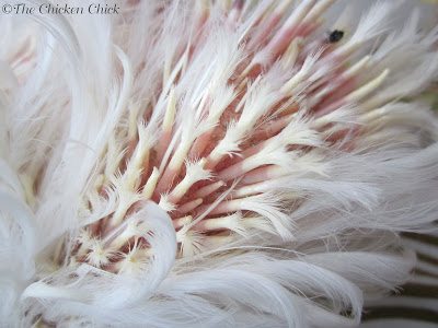 Chicken Feather Loss & Cannibalism: Causes & Solutions