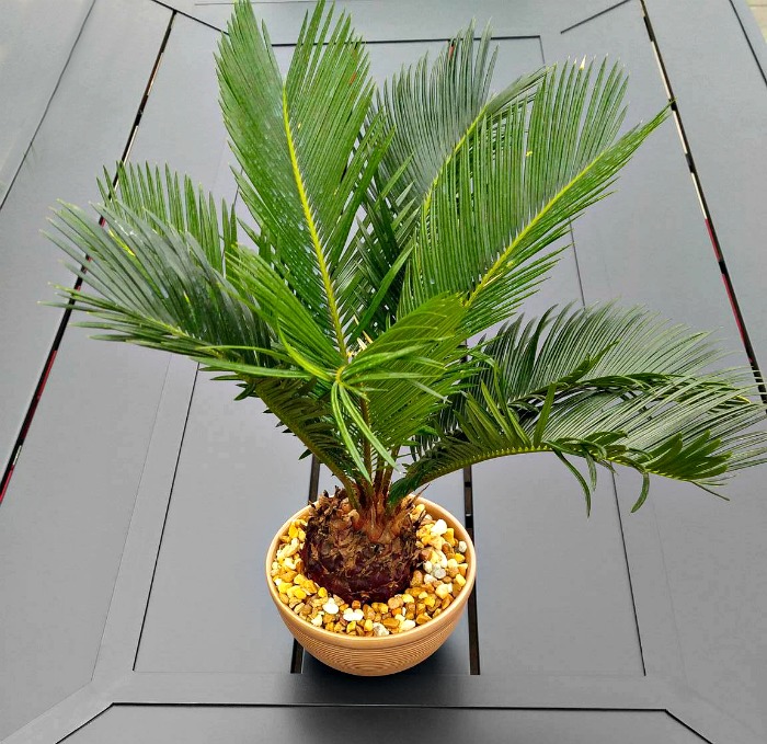 Sago palm tree 