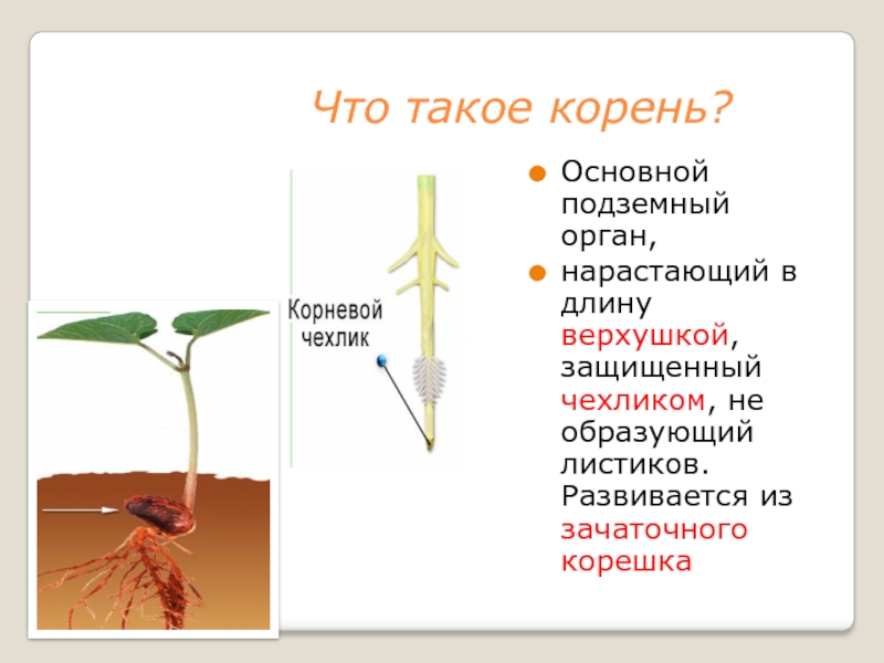 Общо корень. Корень его строение и значение. Корень. Корень развивающийся из зачаточного корешка. Корень его строение и значение 6 класс видеоурок.