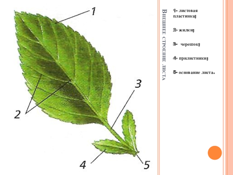 1 лист внешнее строение листа. Черешок прилистники листовая пластинка. Основание черешок листовая пластинка листа. Прилистники черешок основание листа. Черешок жилка и листовая пластинка.