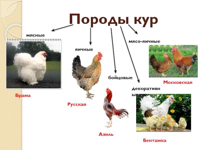 Породы кур с фотографиями названиями описанием. Породы кур с названиями. Назовите основные породы кур. Породы кур мясо-яичного направления. Разнообразие пород кур.