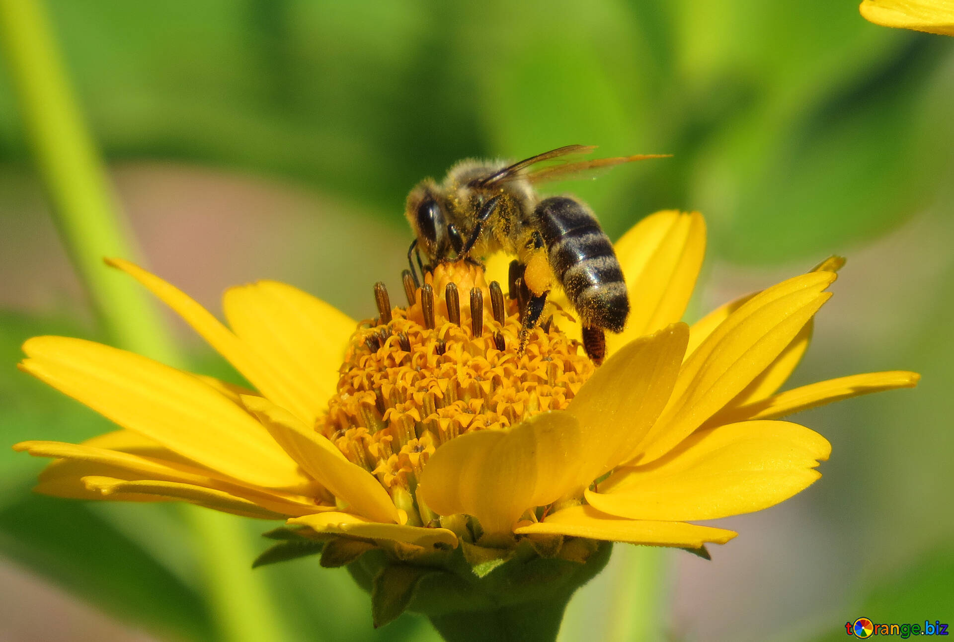 Пчела питается нектаром. Питание пчел. Пчела ест нектар. Рабочая пчела. Как питаются пчелы.