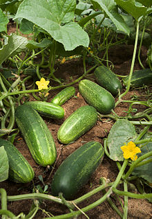 Photograph of cucumber vine with fruits, flowers and leaves visible
