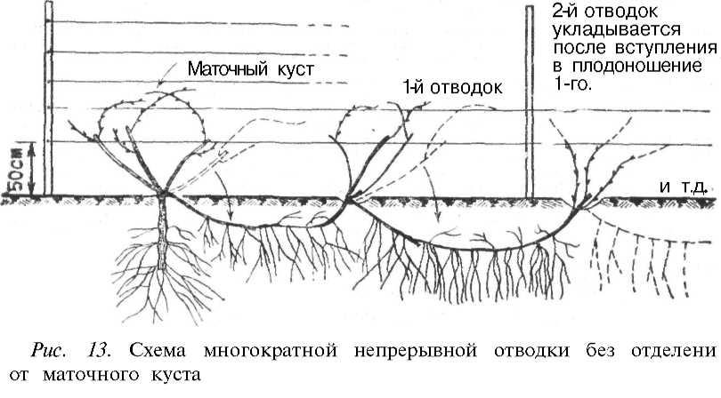 Какая корневая система у винограда фото