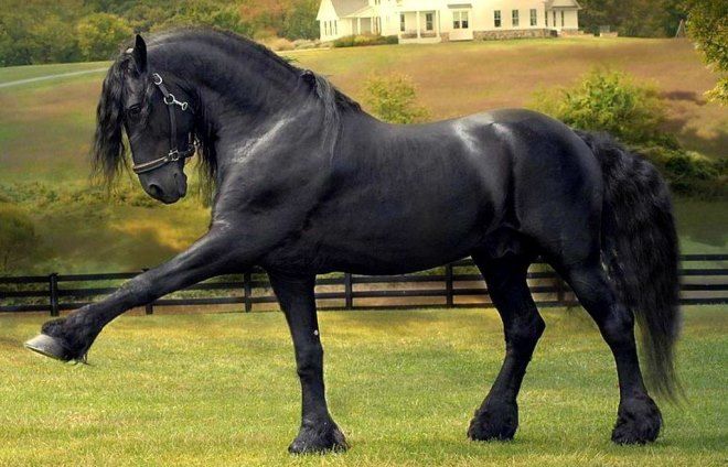 фризская лошадь характеристика