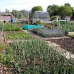 Fruit & Vegetable Growing Guide for May