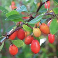 barberry-fruit-2