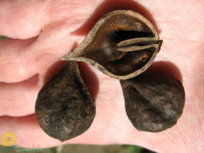 Орех сердцевидный (Juglans cordiformis)