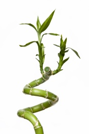 lucky bamboo house plant, lucky bamboo, growing lucky bamboo indoors