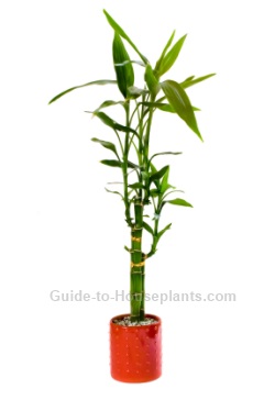 lucky bamboo, dracaena sanderiana, lucky bamboo house plants, care for indoor bamboo plant