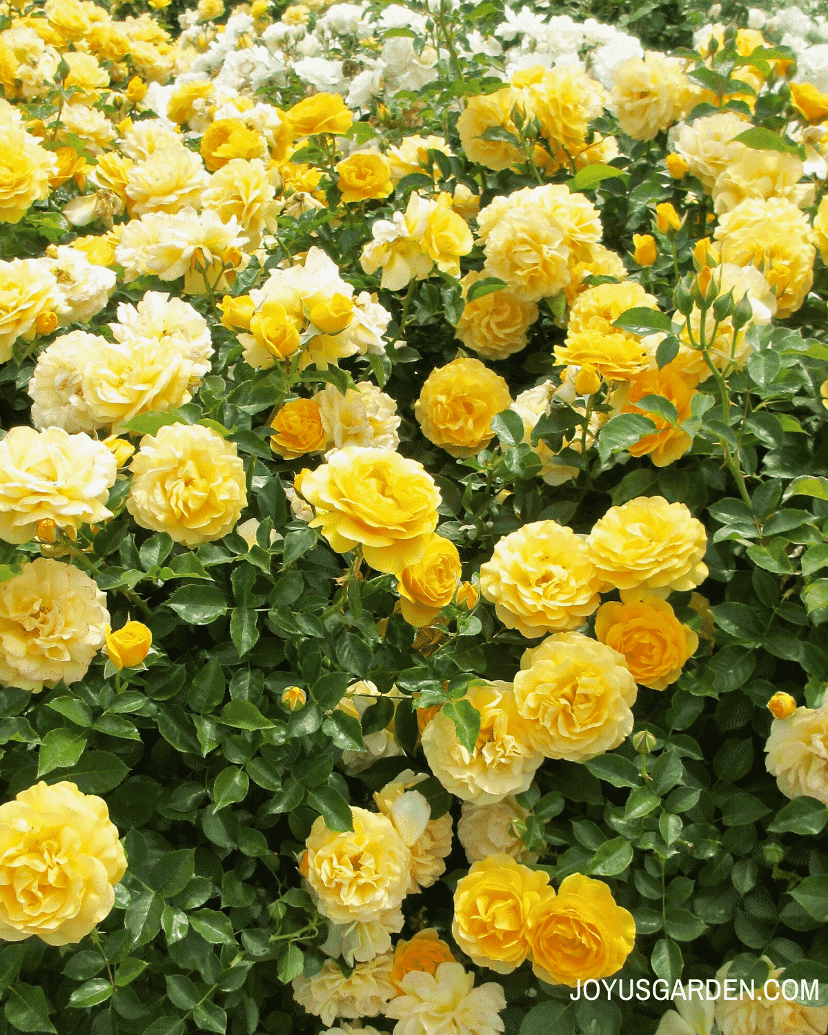The Best Way To Feed Roses Organically & Naturally several bushes of yellow roses with glossy green leaves