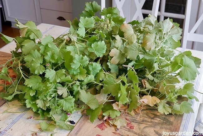 A big pile of geranium (pelargonium) cuttings sit on a table