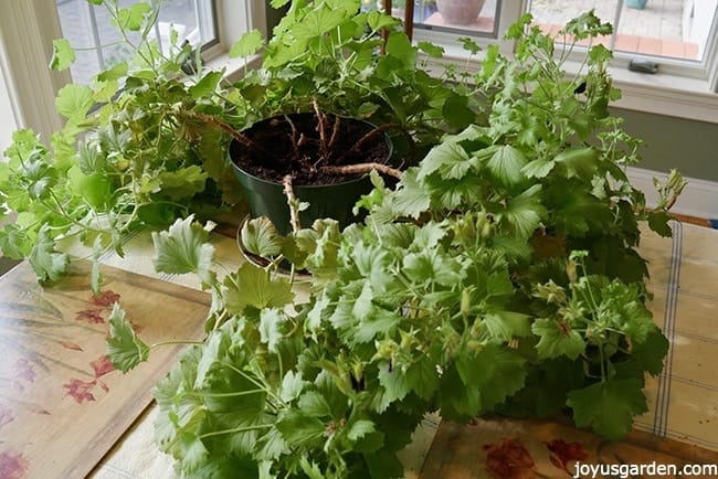 A stemmy, leggy geranium (pelargonium) in a green grow pot sits on a table