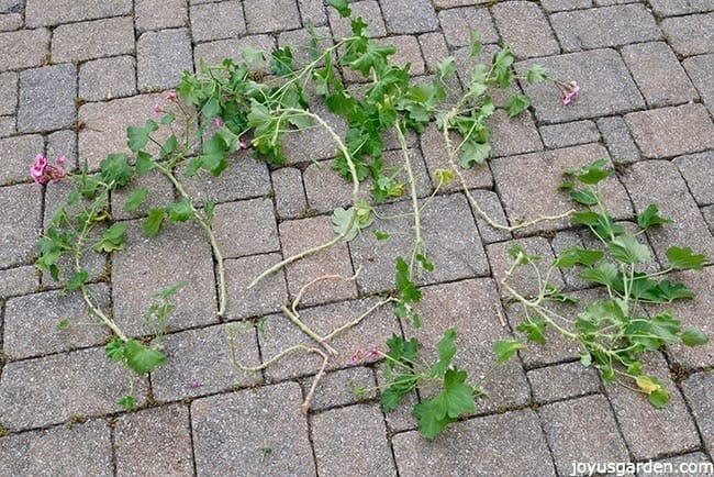 Geranium (pelargonium) cuttings in various sizes on a paver patio